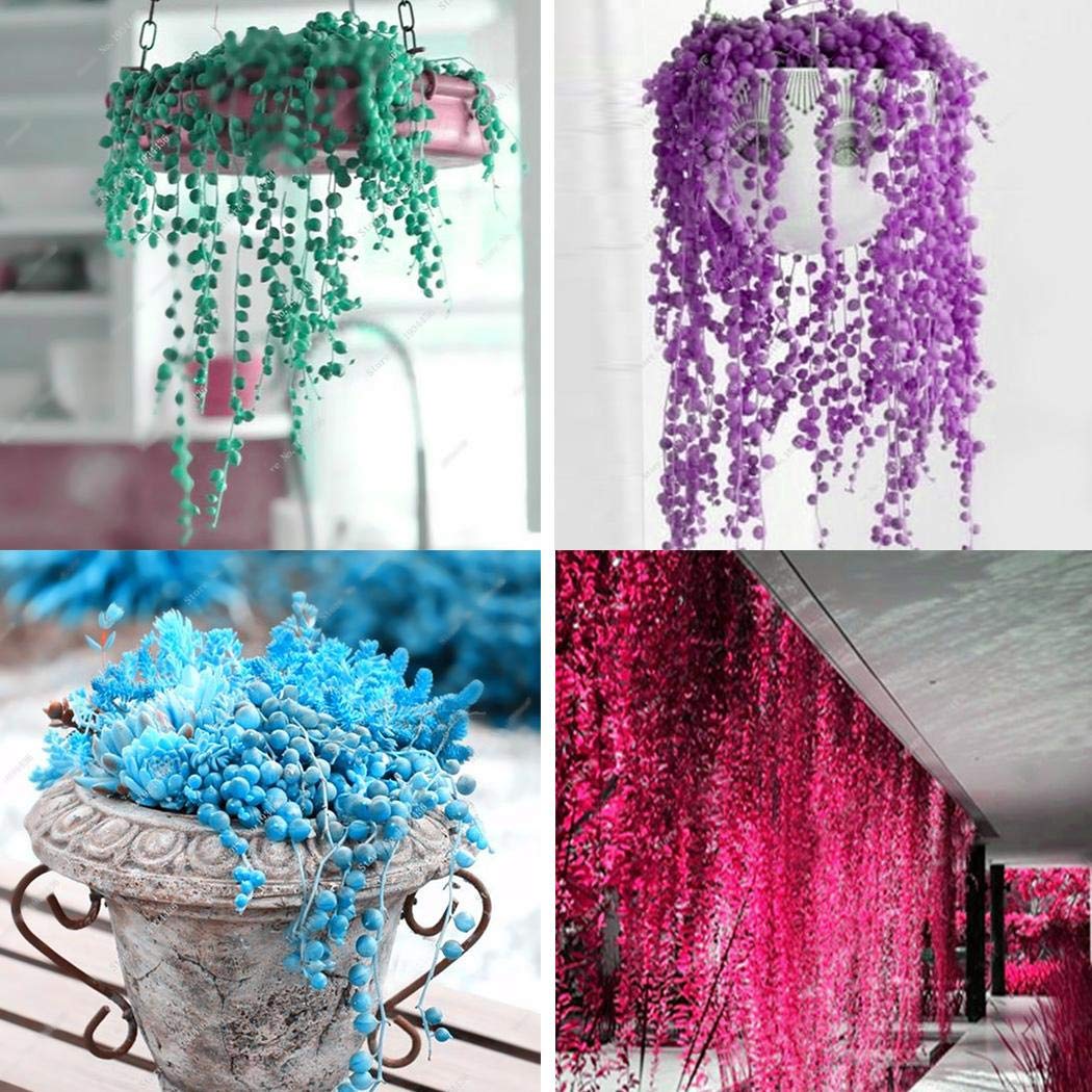 Nabsna New Rare Pearl Chlorophytum Bonsai Perennial Succluent Plants Indoor Ornamental Flowers