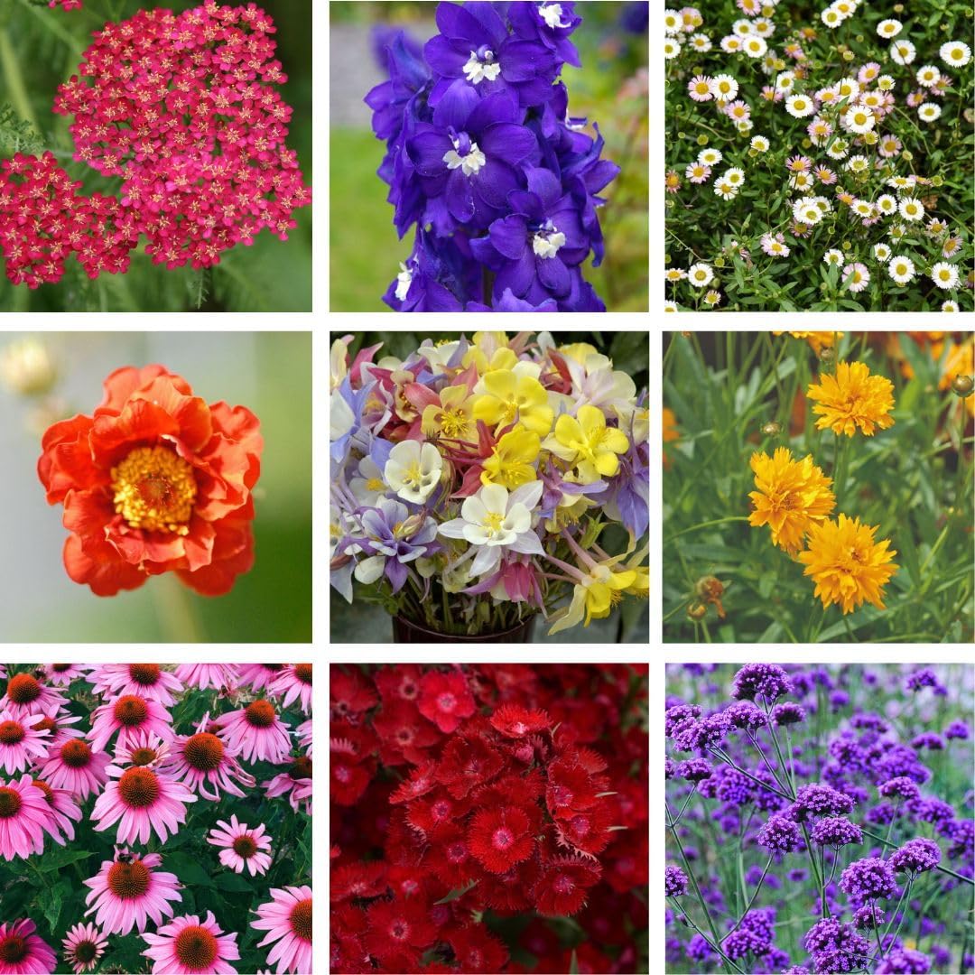 Perennials Collection 24 Plugs Nurseryman’s Choice – Mixed Hardy Perennial Plants – Long Lasting Garden Flowers for Beds, Borders & Containers – Flowering Plants by Thompson and Morgan