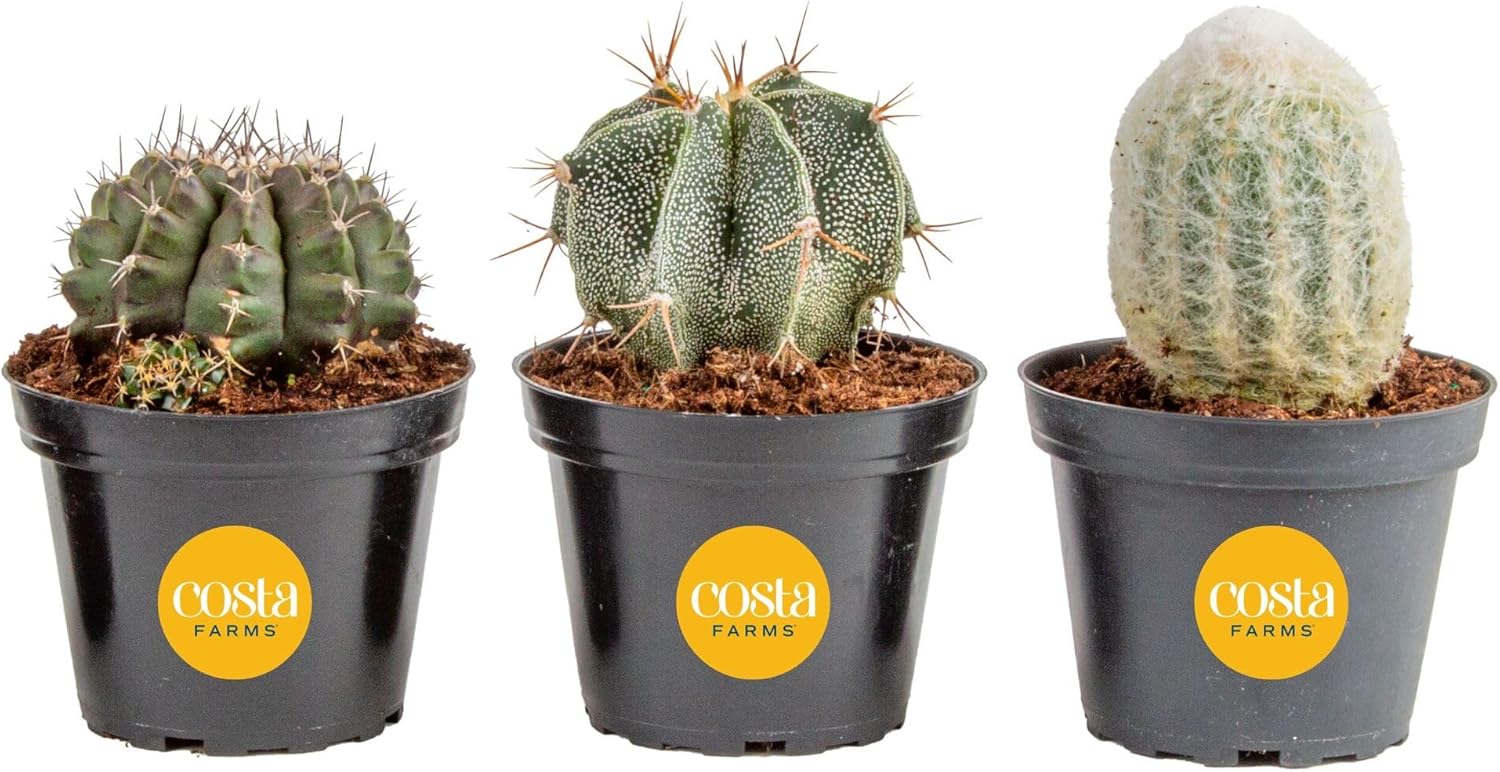 Costa Farms Cactus Live Plants in Plastic Post, Easy to Maintain Succulent Indoor Houseplant, Home, Room, or Office Decor, Great House Warming or Birthday Gift, 4-8 Inches Tall, Pack of 3