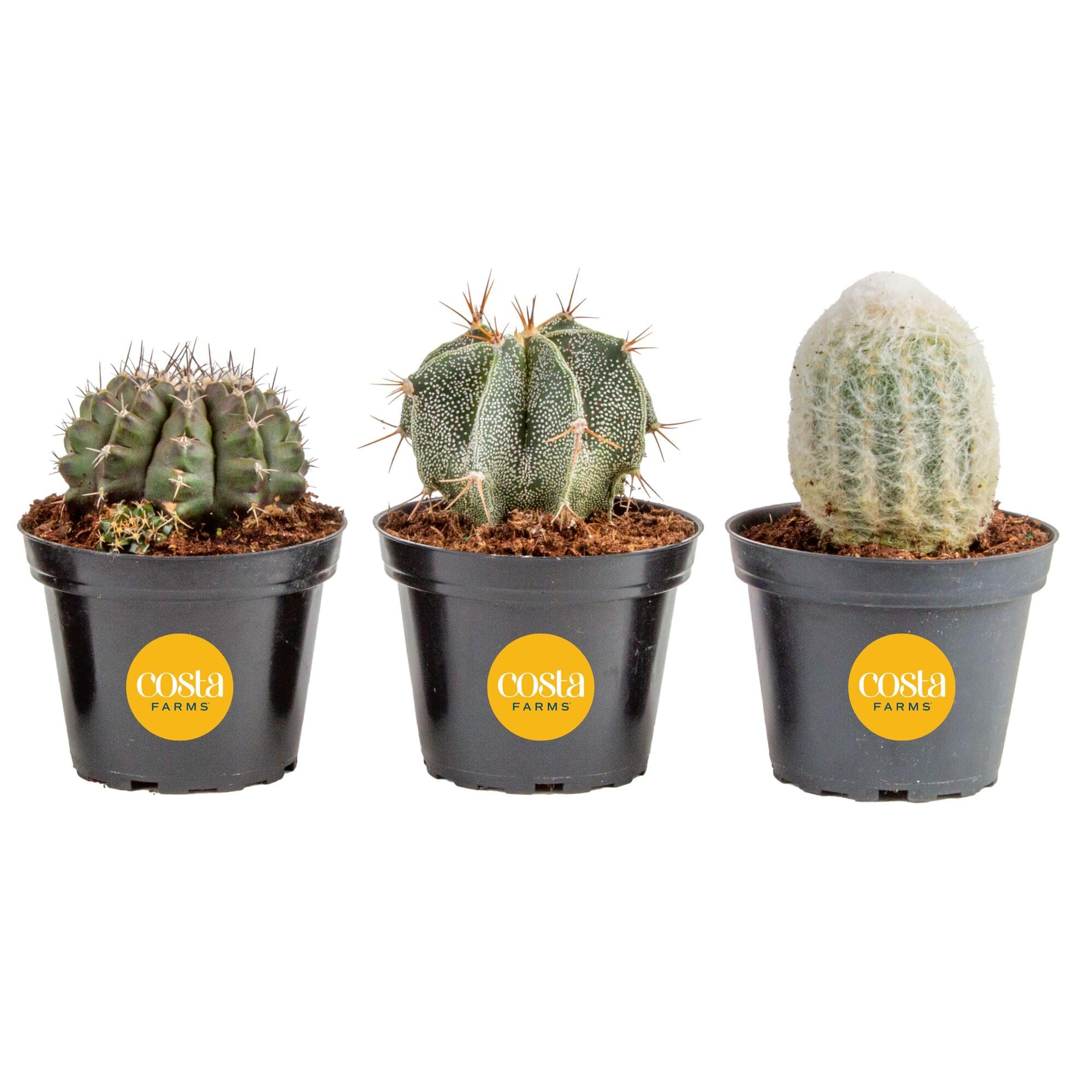 Costa Farms Cactus Live Plants (Pack of 3) - Unique Cacti Assortment, 10-Inches Tall | Live Indoor Houseplants in Cactus Pots | Housewarming Gift, Home, Office, Room Decor