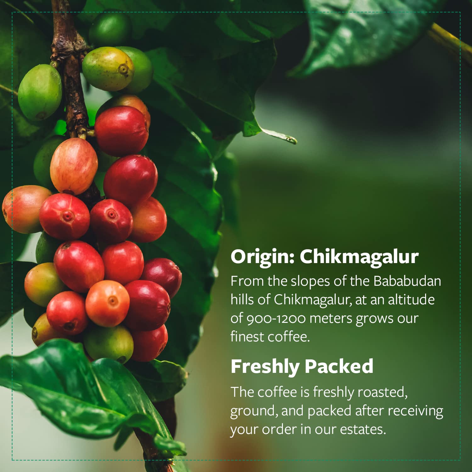 Buy Now Caf� Coffee Day - Comfort 65% Coffee 35% Chicory - 200Gm 3 Buy Now Caf� Coffee Day - Comfort 65% Coffee 35% Chicory - 200Gm