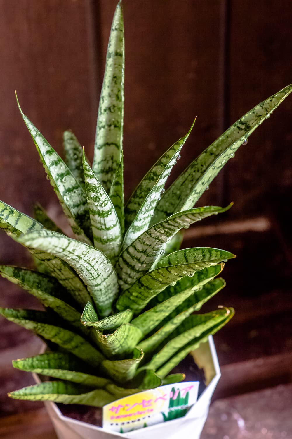 Amazon｜観葉植物 サンスベリア 鉢植え 【空気清浄効果】 鉢花