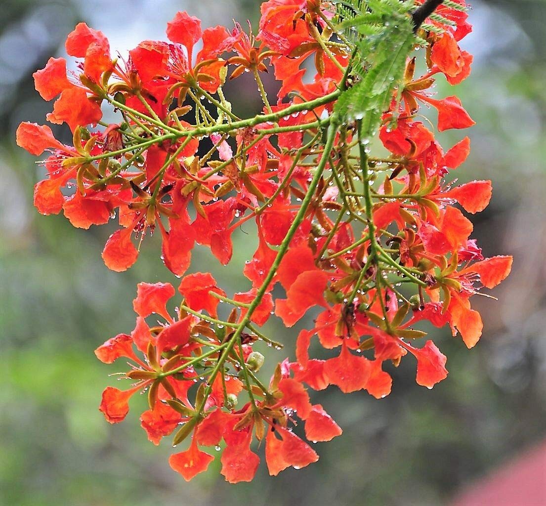 Amazon.com : Royal Poinciana Tree Delonix Regia Aka Red Flame Flamboyant  Tree Flower Jocad (10 Seeds) : Patio, Lawn & Garden