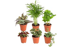 Your Indoor Oasis: Set of 6 Assorted Mini House Plants from Costa Farms
