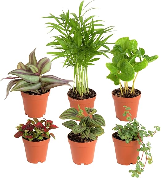 Costa Farms Mini Houseplants (6 Pack), Easy Grow Live Indoor House Plants in Nursery