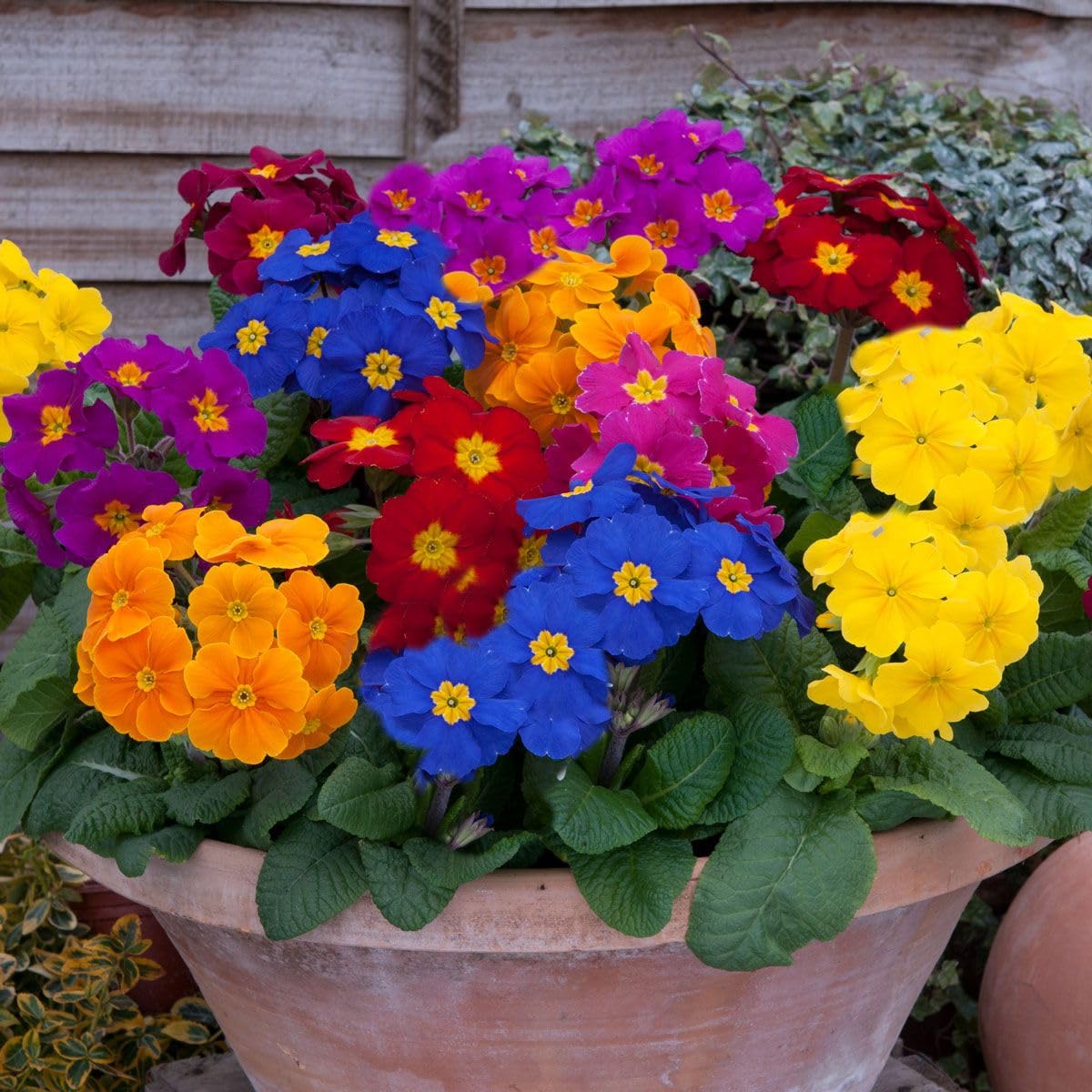 Polyanthus Crescendo Plug Plants Mixed Colours, 120 Value Plug Plants
