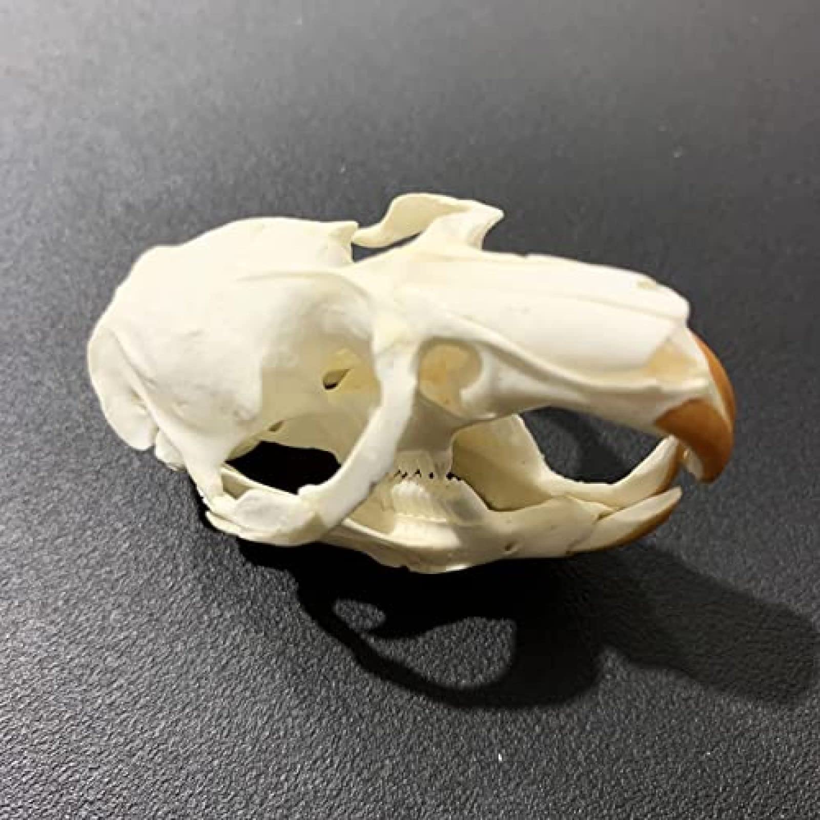 Amazon.co.jp: 剥製本物の動物の頭蓋骨、工芸品の本物の動物の骨、家の