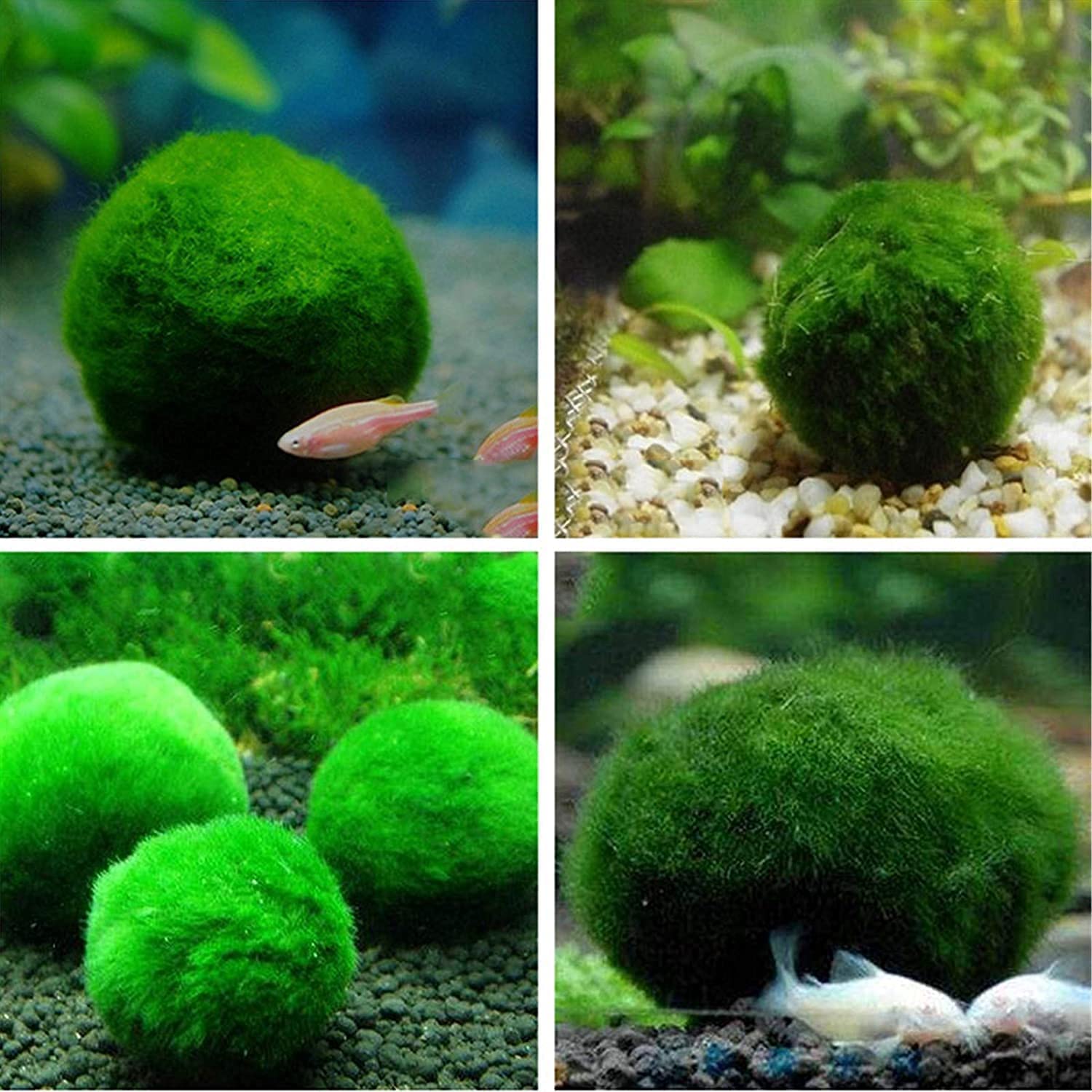 3 Medium Live Moss Pebble Balls - 1-1.5 Inch Marimo Algae Spheres For Aquarium & Fish Tanks