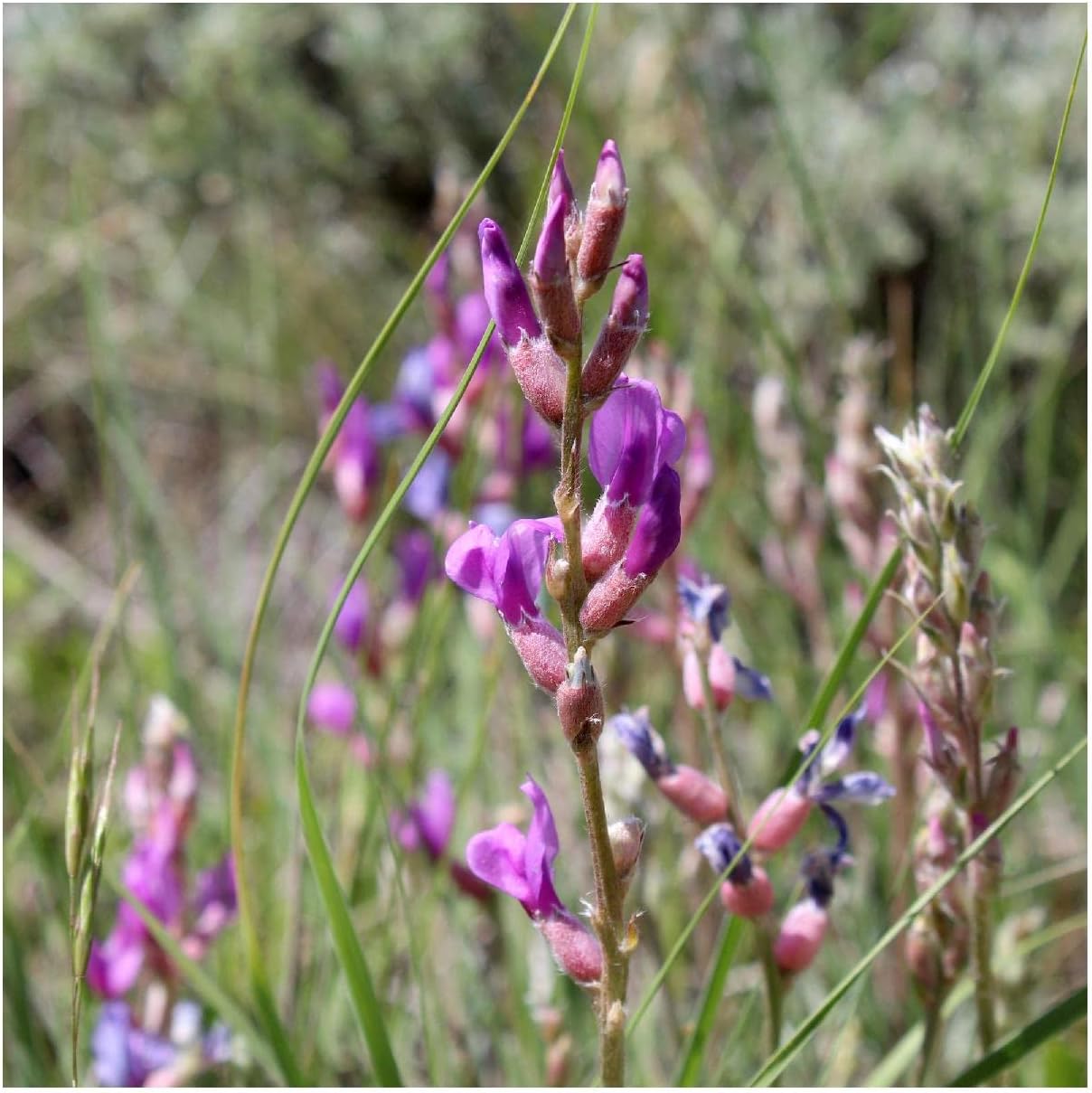 Everwilde Farms - 1 Oz Purple Locoweed Native Wildflower Seeds - Gold Vault