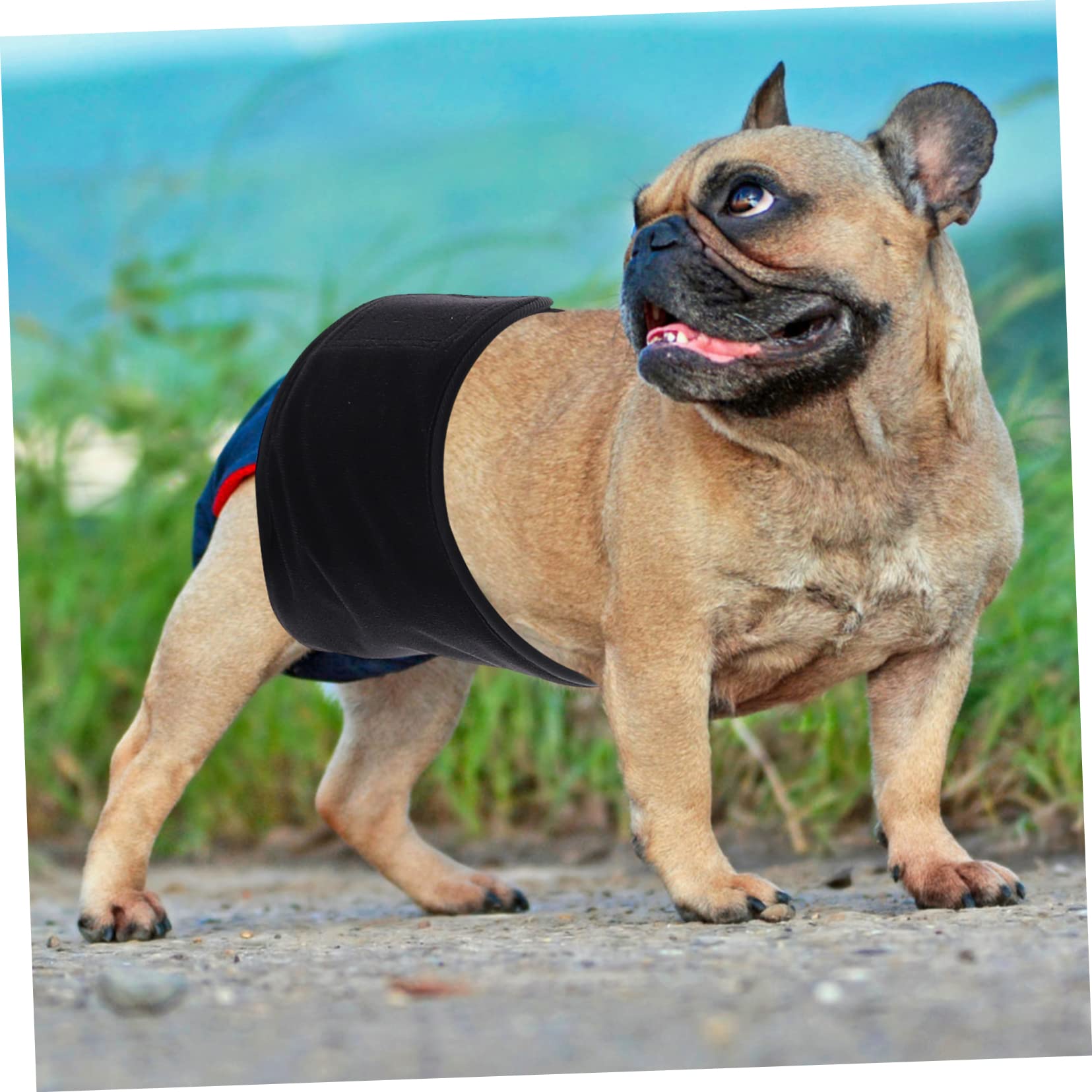 BESPORTBLE 3pezzi Banda Addominale Lavabile Per Cani Maschi Pannolino Riutilizzabile Per Animali Domestici Design Assorbente e Misura Media Ottima Per Uso Domestico e Viaggi