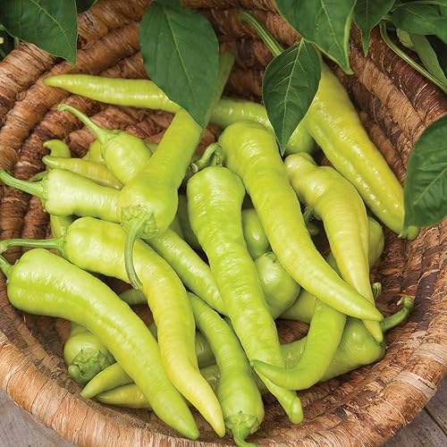 Burpee Pepperoncini Italian Heirloom - Semillas de pimiento picante orgánico, 25 semillas