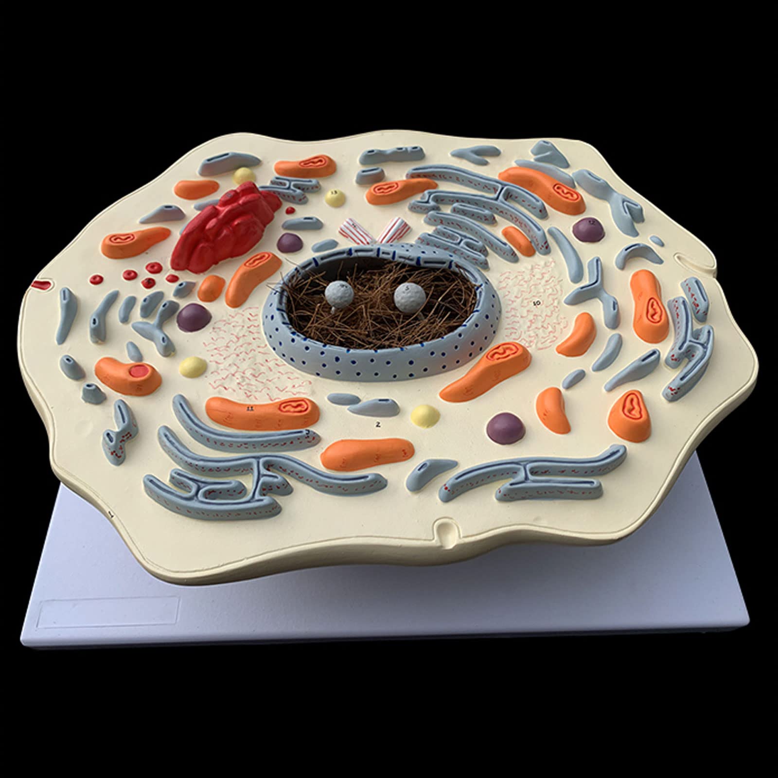 細胞微細構造モデル 生物学実験機器 細胞微細構造モデル - 核 細胞質 解剖モデル - 中学校生物学教材 教育機器 細胞微細構造モデル 生物学実験機器  細胞微細構造モデル - 核 細胞質 解剖モデル - 中学校生物学教材 教育機器 Amazon.co.jp: 動物 細胞モデル 動物細胞構造 ..., image size:1600x1600