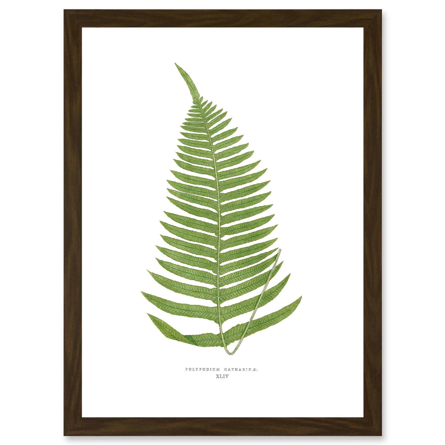Wee Blue Coo Fern Polypodium Catharinae Nature Plant Life Botanical Artwork Framed Wall Art Print A4