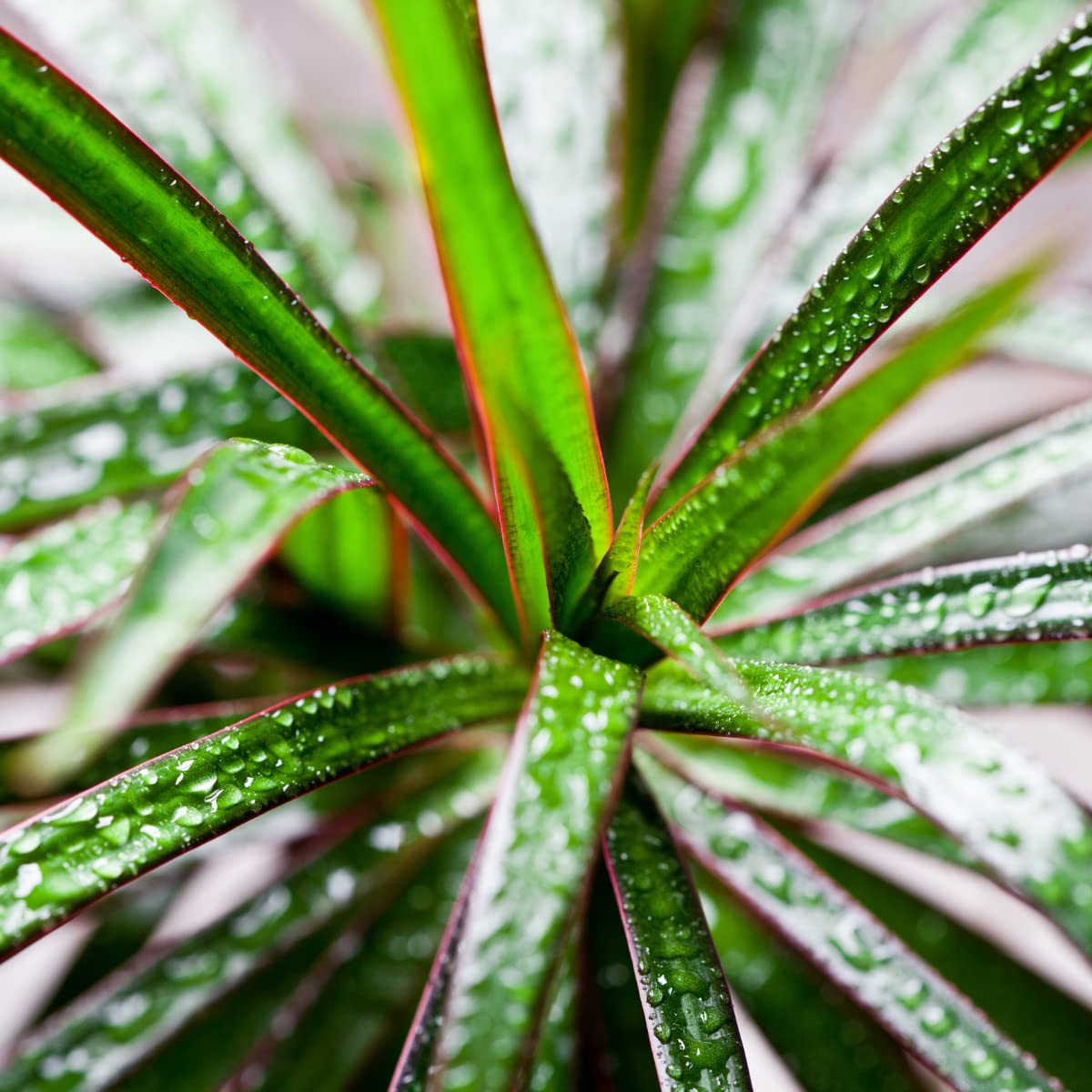Verdecora Dracena Marginata | Dracaena Marginata | Planta natural de interior | Gran adaptación a interiores y fácil de cuidar (Maceta Ø11cm)