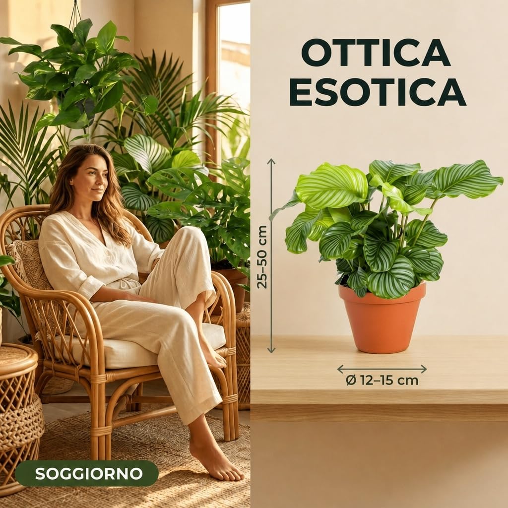 Pflanze Plus | Set di piante « Exotica » | Lotto da 6 piante con vaso in zinco | Pianta da interno facile da curare