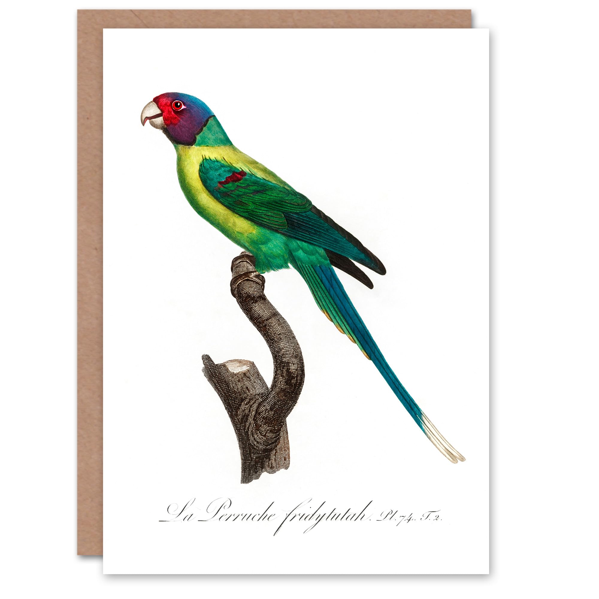 Artery8 Francois Levaillant Art Card The Plum Headed Parakeet