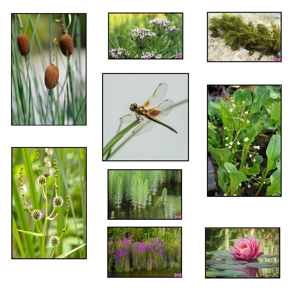 Lincolnshire Pond Plants Ltd - Dragon Flies Wildlife 4 Pack (Bareroot)