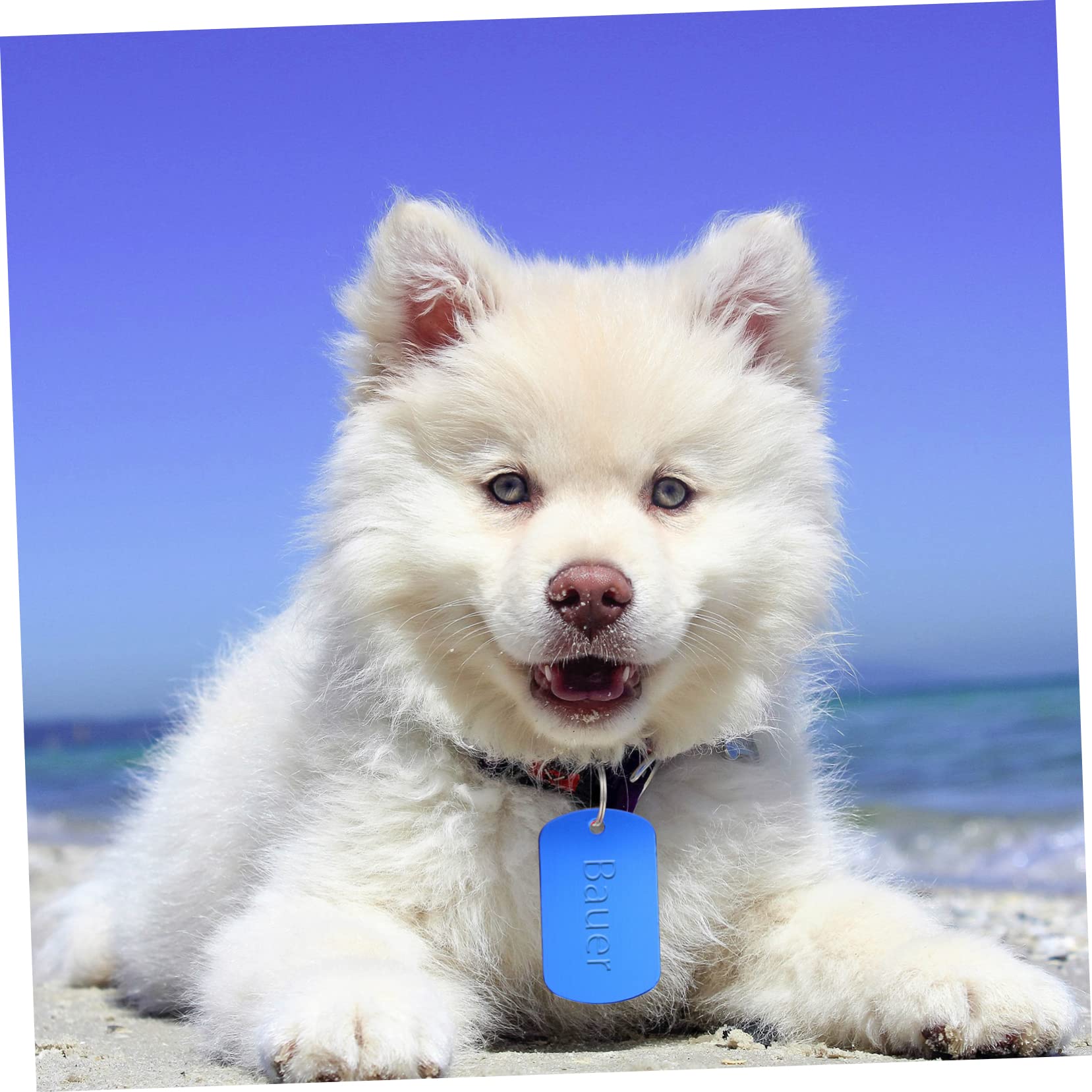 FOMIYES 120piezas Etiquetas De Identificación Para Mascotas Placas De Perro De Aleación Para Personalizar y Proyectos De Manualidades Etiquetas Duraderas y Ligeras Para Perros y Gatos