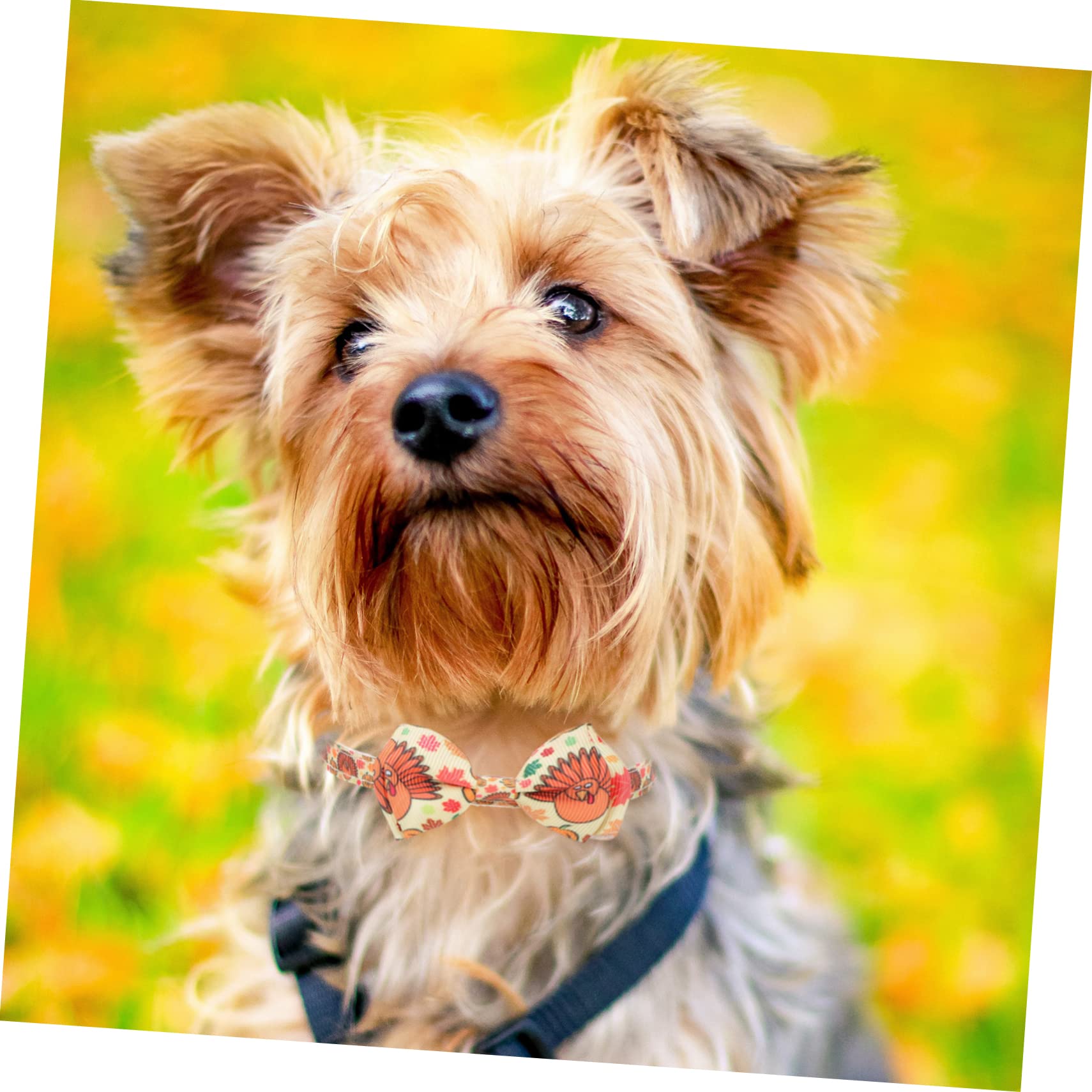Angoily 10pezzi Collari Per Cani e Gatti Tema Ringraziamento Con Motivo Di Tacchino e Zucca Collari Regolabili Per Animali Domestici Accessori Per Feste