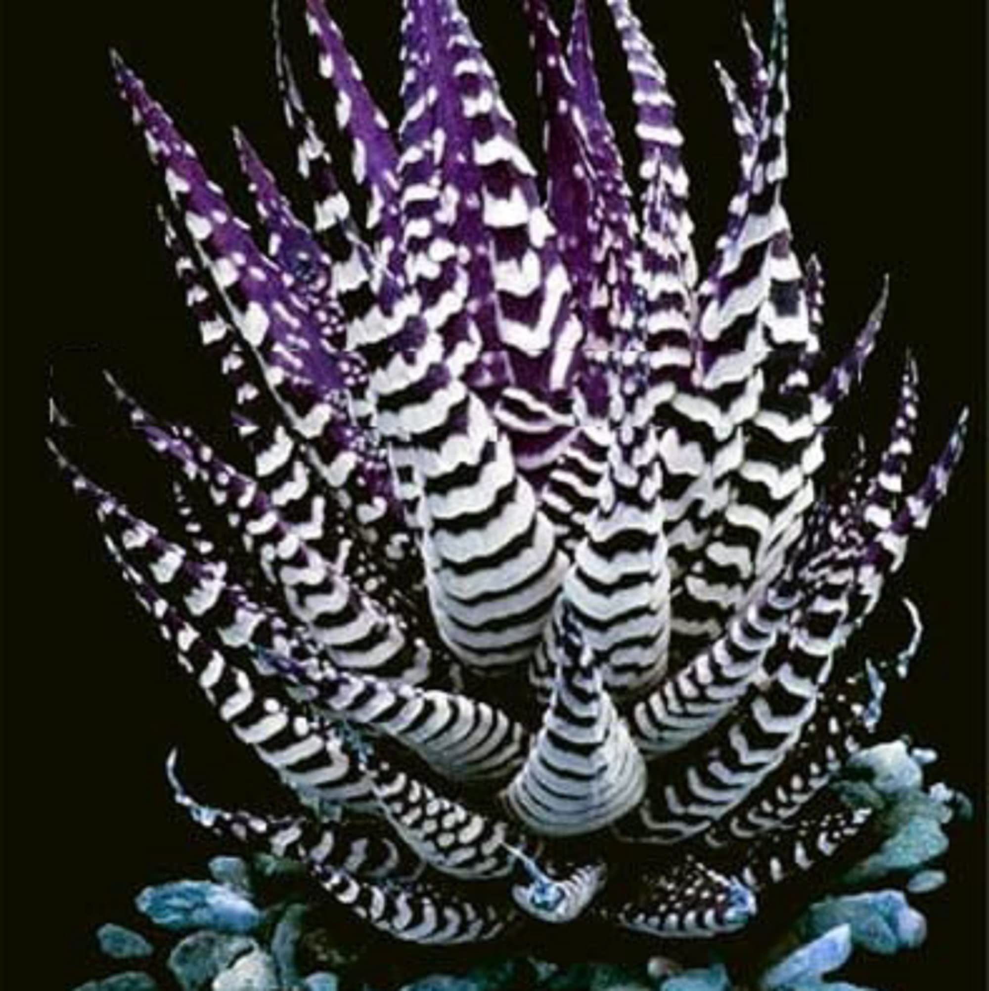 CHUXAY GARDENDark Violet White Aloe Vera Plant Seed 120 Seeds Succulents Plant Adding a Decorative Appeal Low-Maintenance
