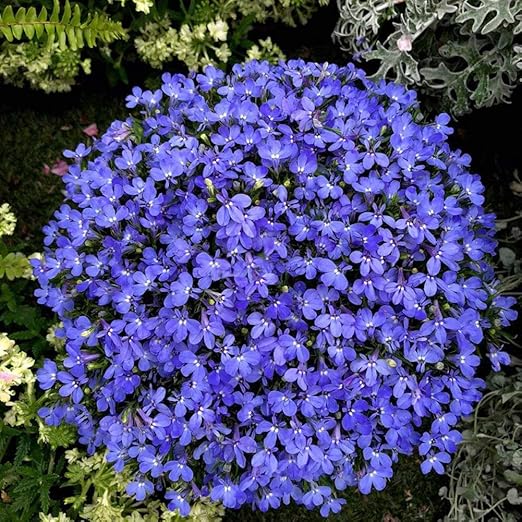 Blue Carpet Lobelia Erinus Half Moon Flowers Seeds 30+ for Home Garden