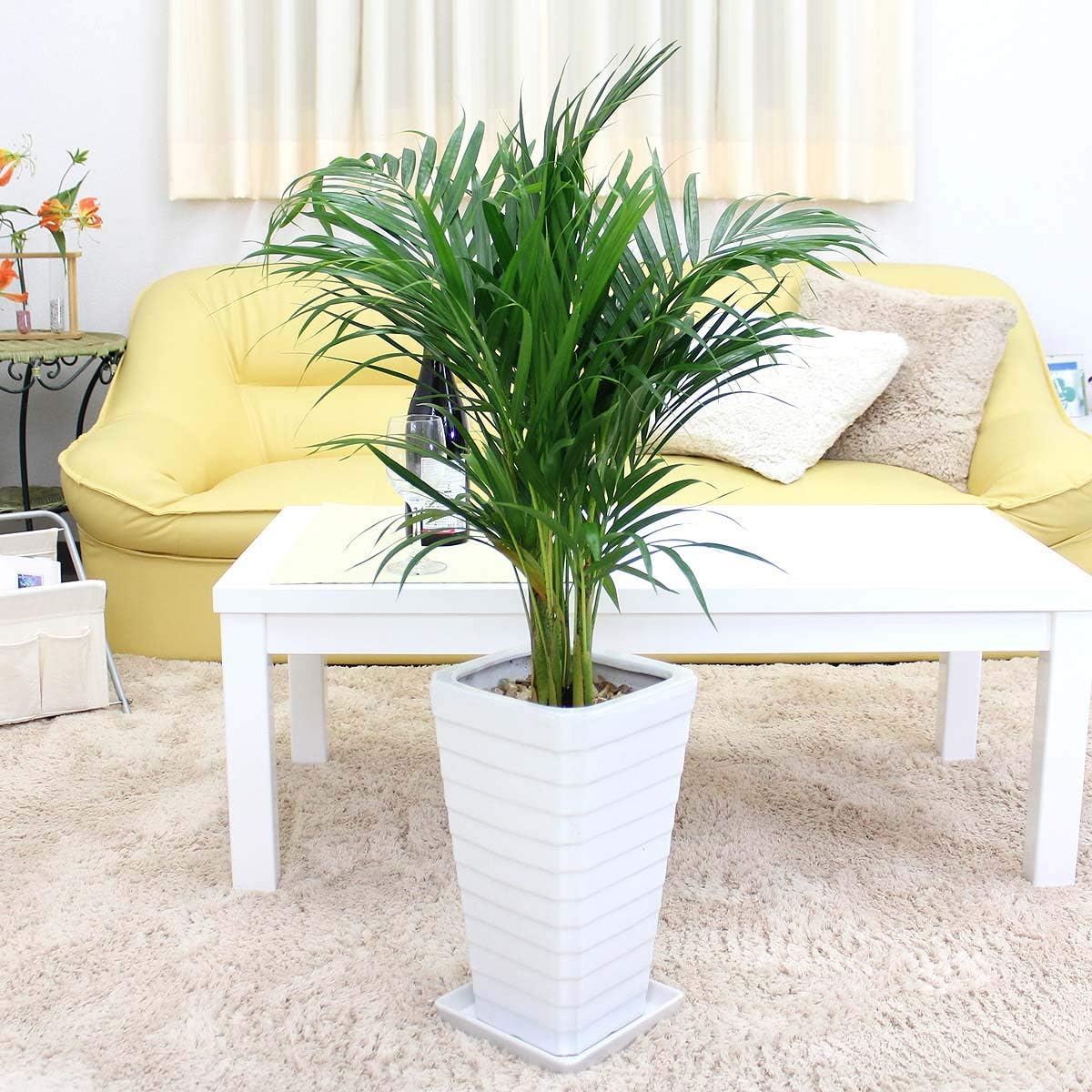 アレカヤシ 7号 スクエアホワイト陶器鉢 Gタイプ 中型の観葉植物 最大45 Offクーポン