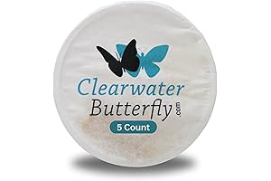 Mesmerizing Baby Caterpillars Live: A Majestic Transformation to Painted Lady Butterflies