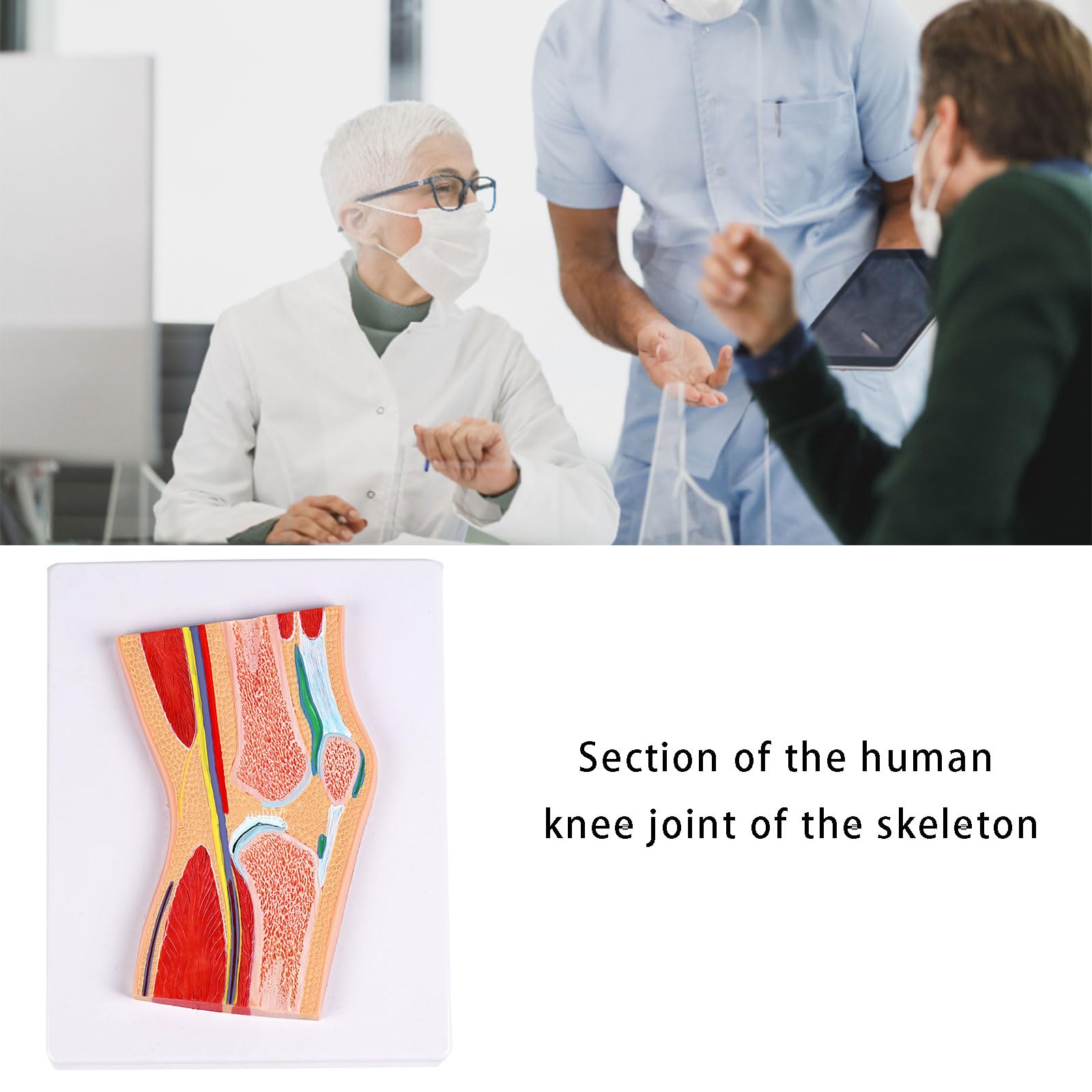 Anatomiczny model rzepki stawu kolanowego ze szczegółowymi więzadłami mięśni do treningu klinicznego i demonstracji w klasie, model kolana z PCW