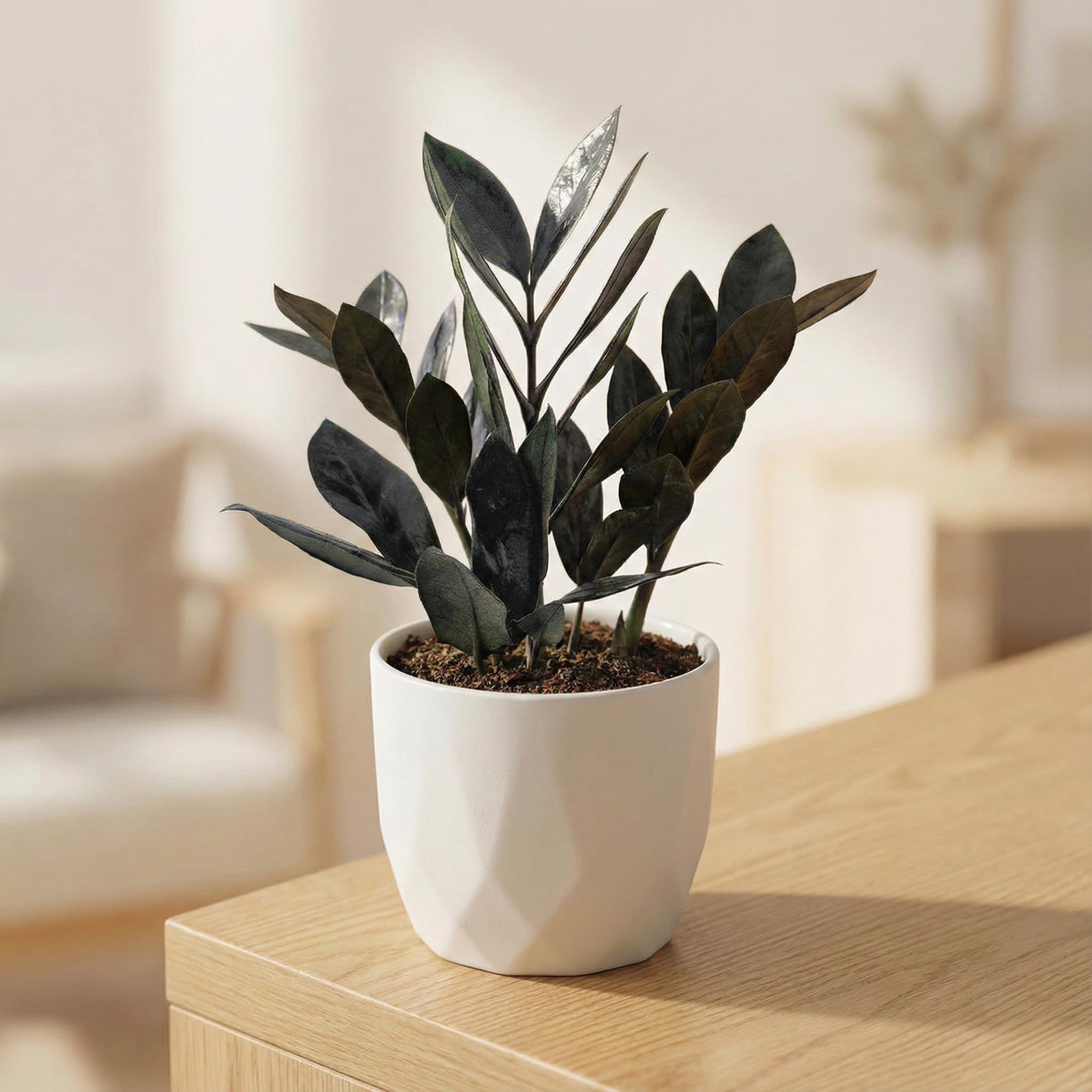 Black ZZ Plant (Zamioculcas zamiifolia) – Dark Foliage Indoor