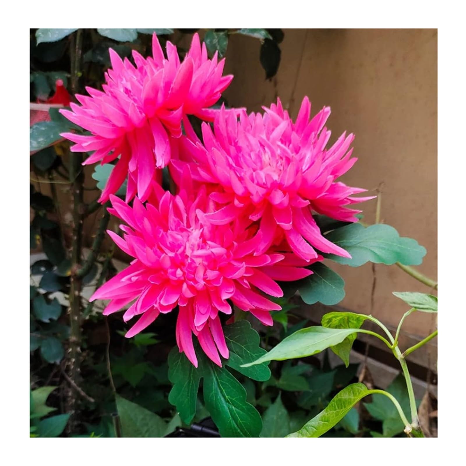 BuTkus Confezione da 4 luci solari da Giardino for Esterni, con Fiori di crisantemo a 3 Teste, Impermeabili (Color : Four Pink)