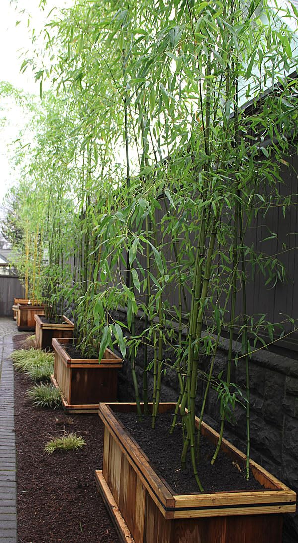 Phyllostachys bissetii – bamboo sempreverde rustico – ideale per siepi e schermature naturali pianta in vaso ø18 cm h. 150 cm circa Vivaio di Castelletto