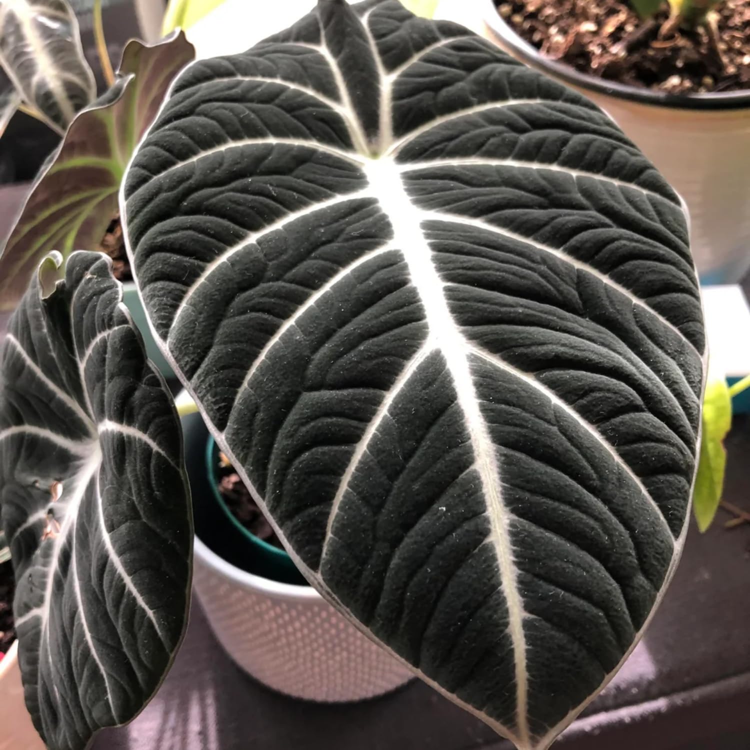 YOKEBOM Black Velvet Alocasia Live Plant