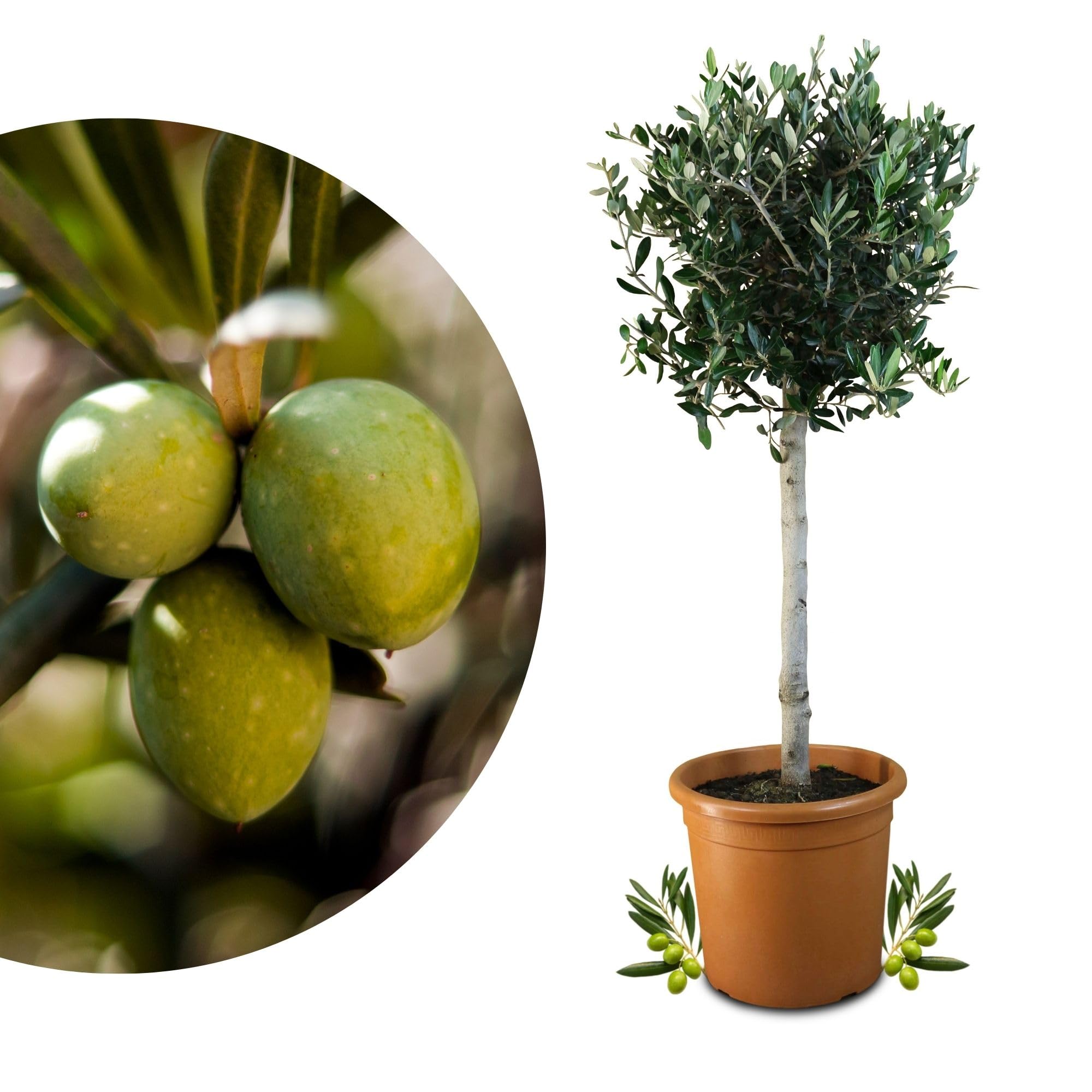 Meine Orangerie Olivenbaum Grande- eleganter Olivenbaum als Hochstamm mit  schner Krone - Olea Europaea - Olive Tree - Fruchtreifes Stmmchen in  Grtnerqualitt : Amazon.de: Garten