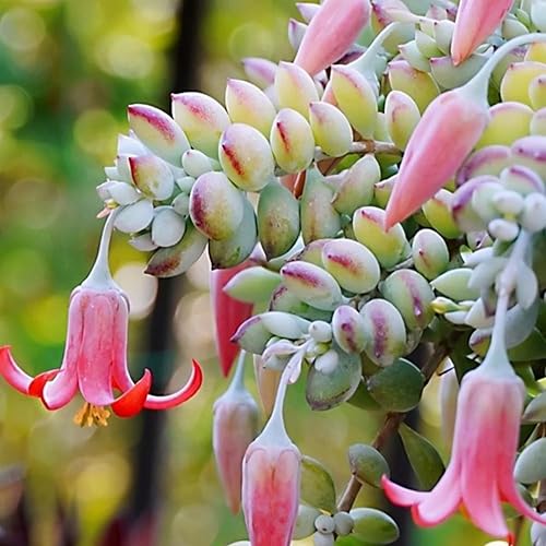 Miniatura 3 de Cotyledon Pendens - Planta viva suculenta en maceta de 2 pulgadas, planta suculenta que se arrastra, planta viva de interior para el hogar, jardín,