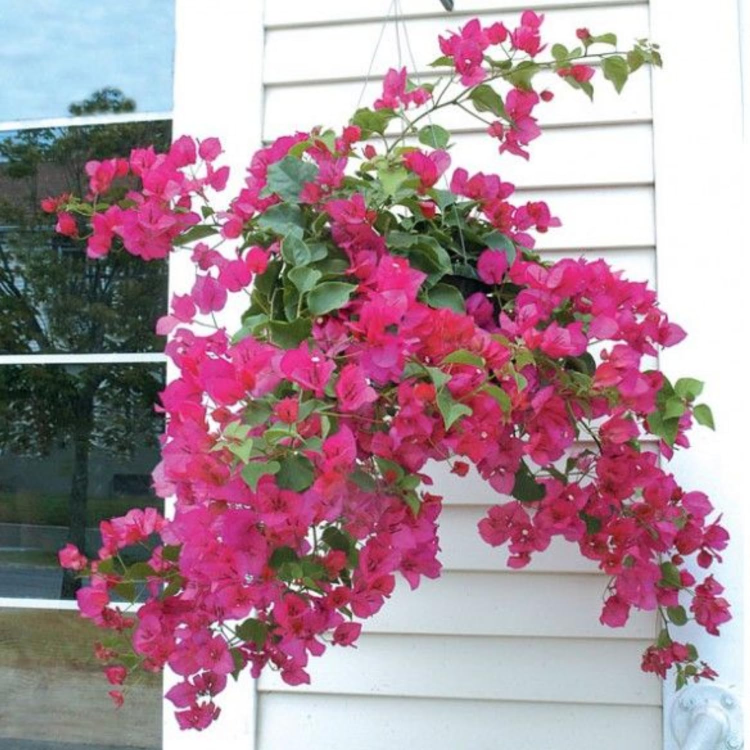 Hug A Plant | Hanging Bougainvillea/Paperflower (Bougainvillea glabra) Flowering/Ornamental Live Plant (Home & Garden) (B0C8NXNGLC) Amazon Price History, Amazon Price Tracker