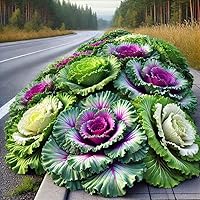 22Day Seeds Large Leaf Flowering Kale Mix - Non-GMO Heirloom Ornamental Cabbage Seeds for Vibrant Fall Winter Gardens