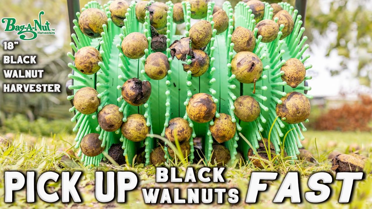 Amazon.com : Bag-A-Nut 36” Pull-Behind Black Walnut Harvester