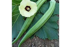 Grow Your Own Nutritious Okra with Perkins Long Pod Okra Seeds
