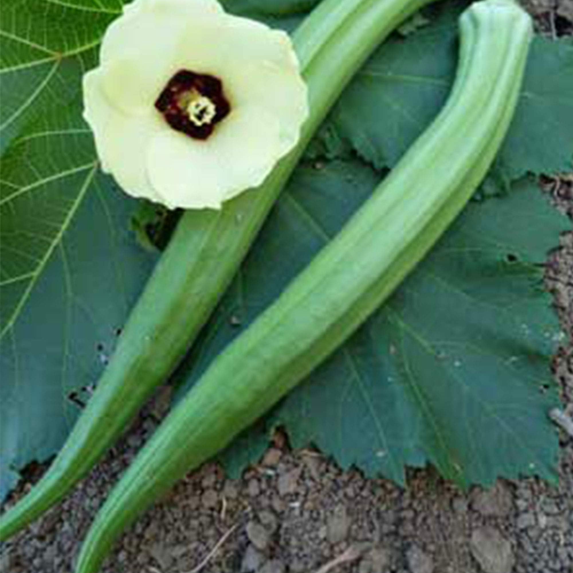 Perkins Long Pod Okra Seeds – 2g (~35 Seeds) – Heirloom, Open Pollinated, Non-GMO – Perfect for Farm & Vegetable Gardening – High Germination Rate, Ideal for Farm, Home & Gardening