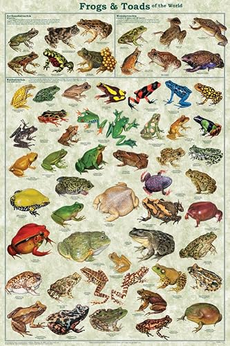 Frogs & Toads of the World Educational Poster 24 x 36in
