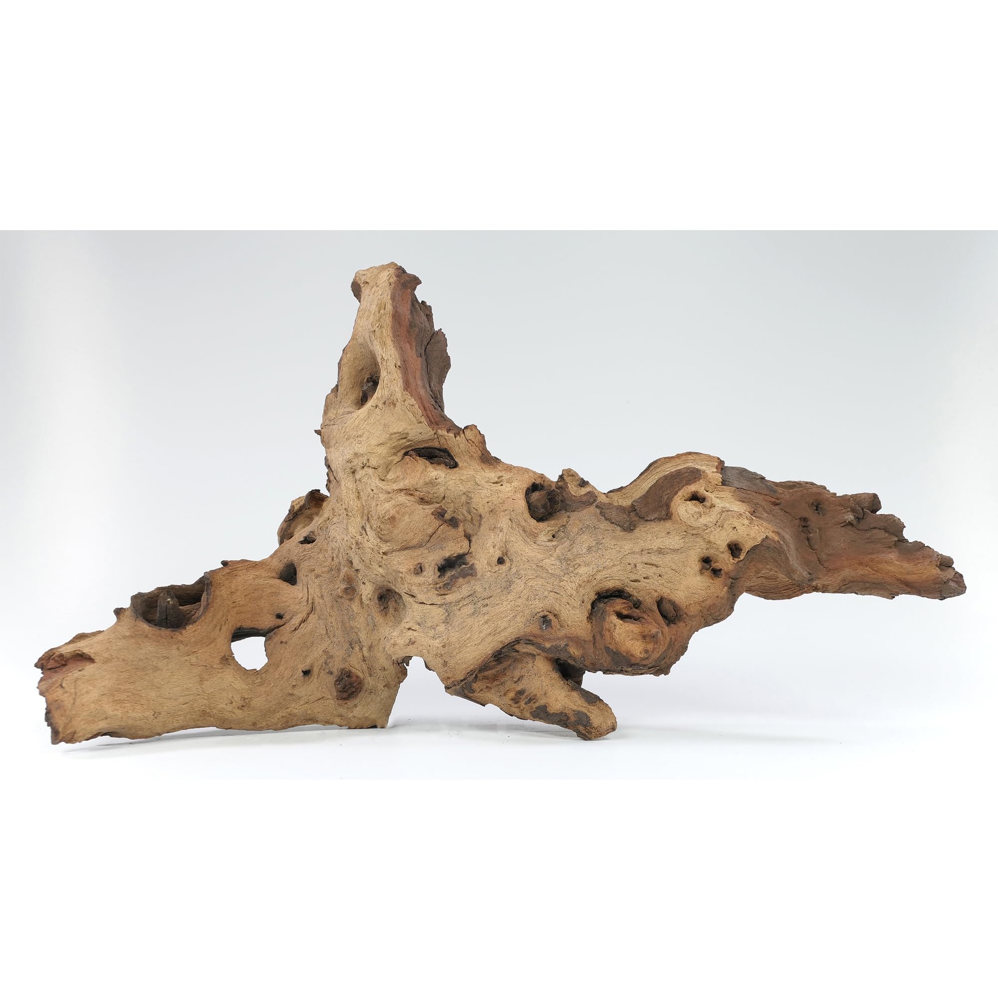 Korzeń Mopani rozmiar M // korzeń prawdziwego drewna dekoracja akwarium krewetki ryby ozdobne Hard Scape 20 cm - 30 cm (mangrowa sawanna)