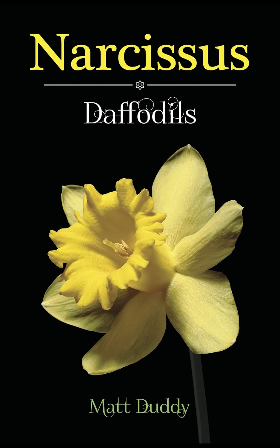 Narcissus Daffodils