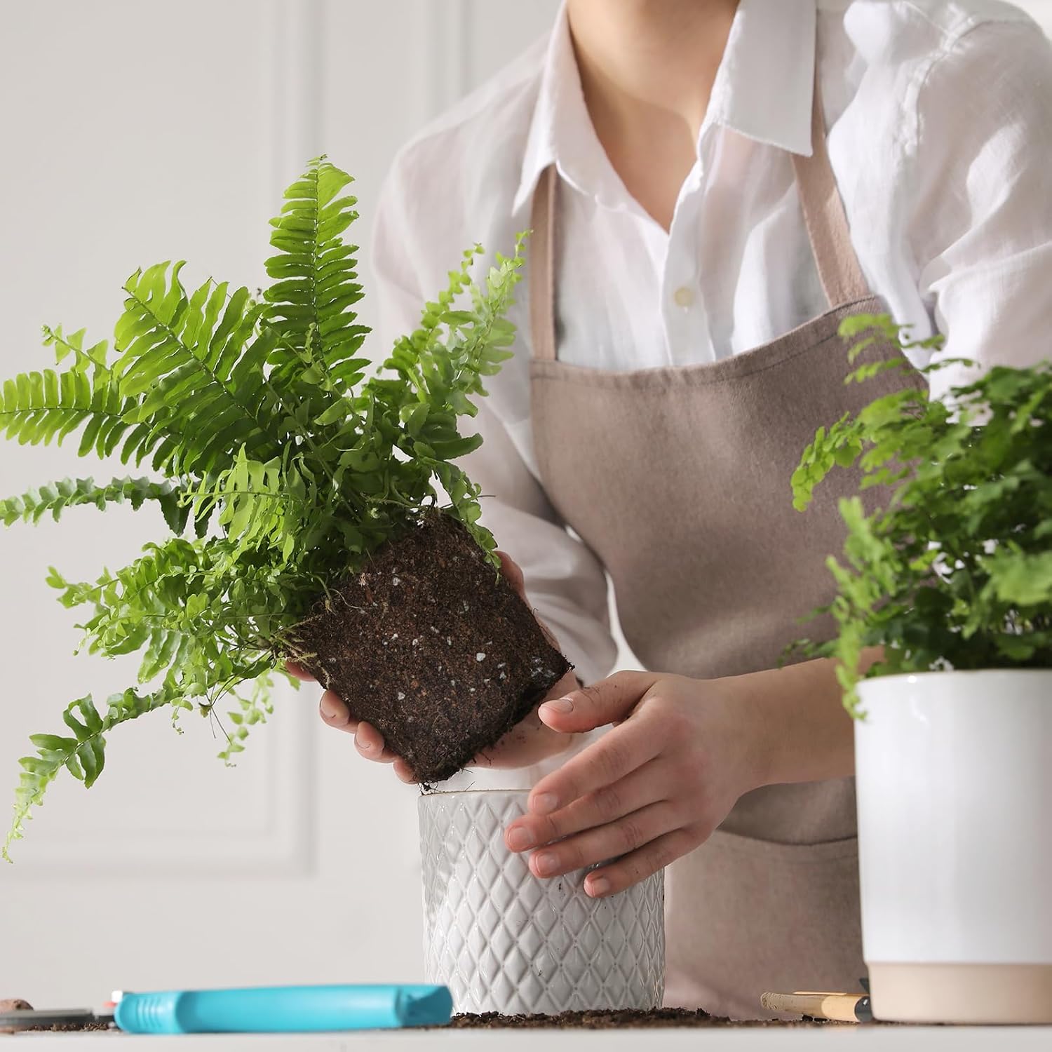 Doter Potting Soil Mix for Fern 10qt, Custom Hand Blended Mixture Suitable for Indoor/Outdoor Potted Fern Plant