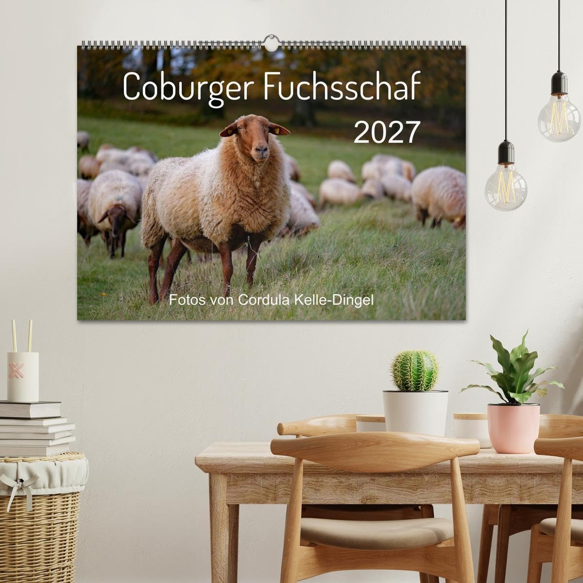 CALVENDO - Coburger Fuchsschaf (Wandkalender 2027 DIN A2 quer), Monatskalender: Porträts und besondere Momentaufnahmen einer alten Schafrasse