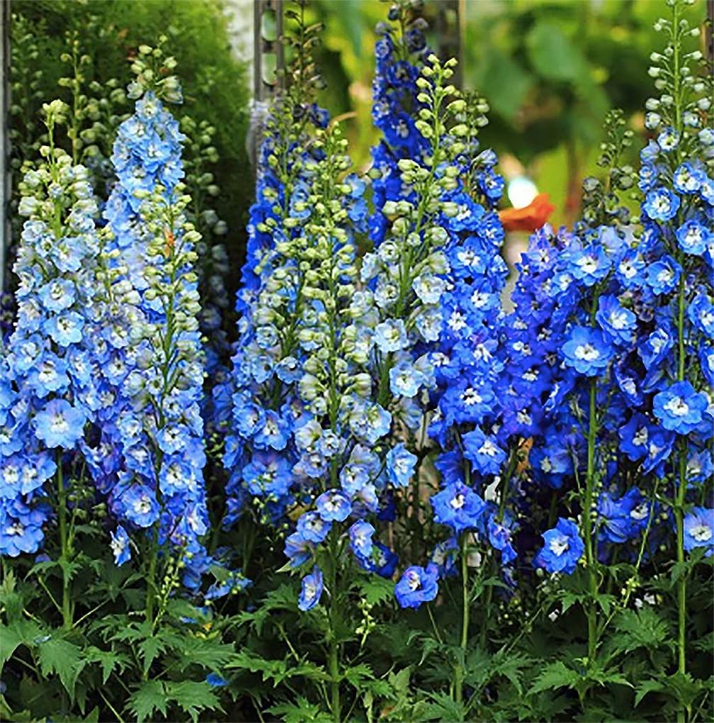 Blue Bell Delphinium Seeds - 250 Seeds