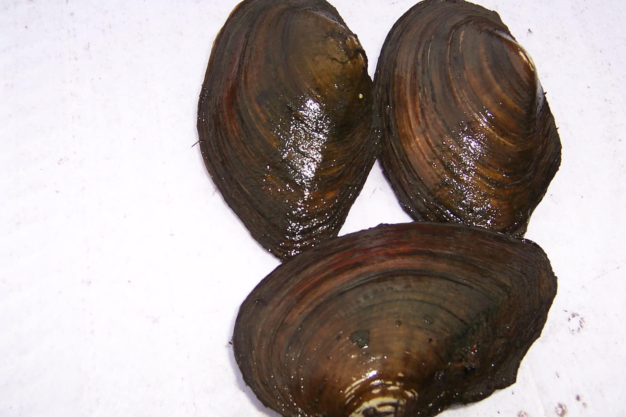 3 kleine Teichmuscheln die Algenfresser für den Gartenteich klares