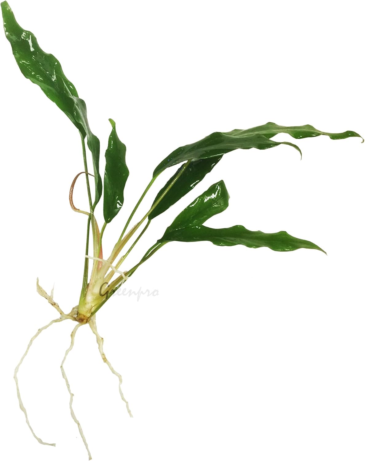 Greenpro 3 Anubias Package Barteri Striped | Congensis | Minima Bareroot Live Aquarium Plants for Freshwater Fish Tank