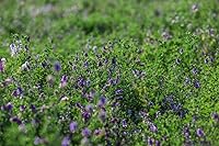 Vista 2 de Semillas de alfalfa de 2 libras - Semilla de alfalfa sin malas hierbas certificada premium - Alta germinación, semilla de alfalfa convencional