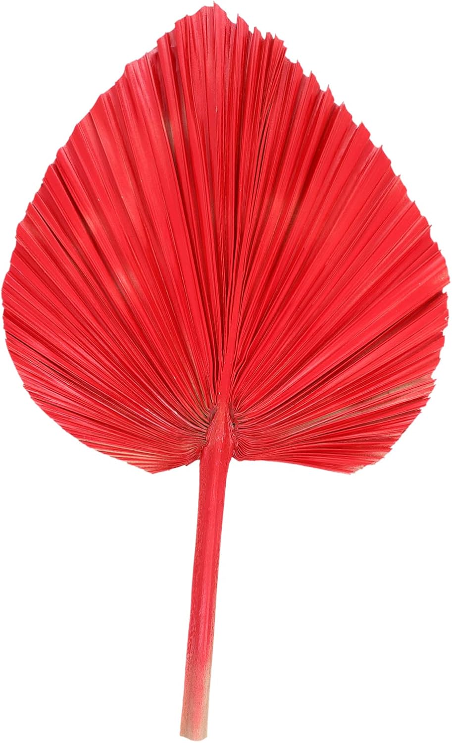 Hemobllo Vivid Red Dried Palm Leaf Fan Ornament for Wall Decor Artistic Tropical Leaf Accent for Weddings Parties Decoration Single Mixed Vase Display