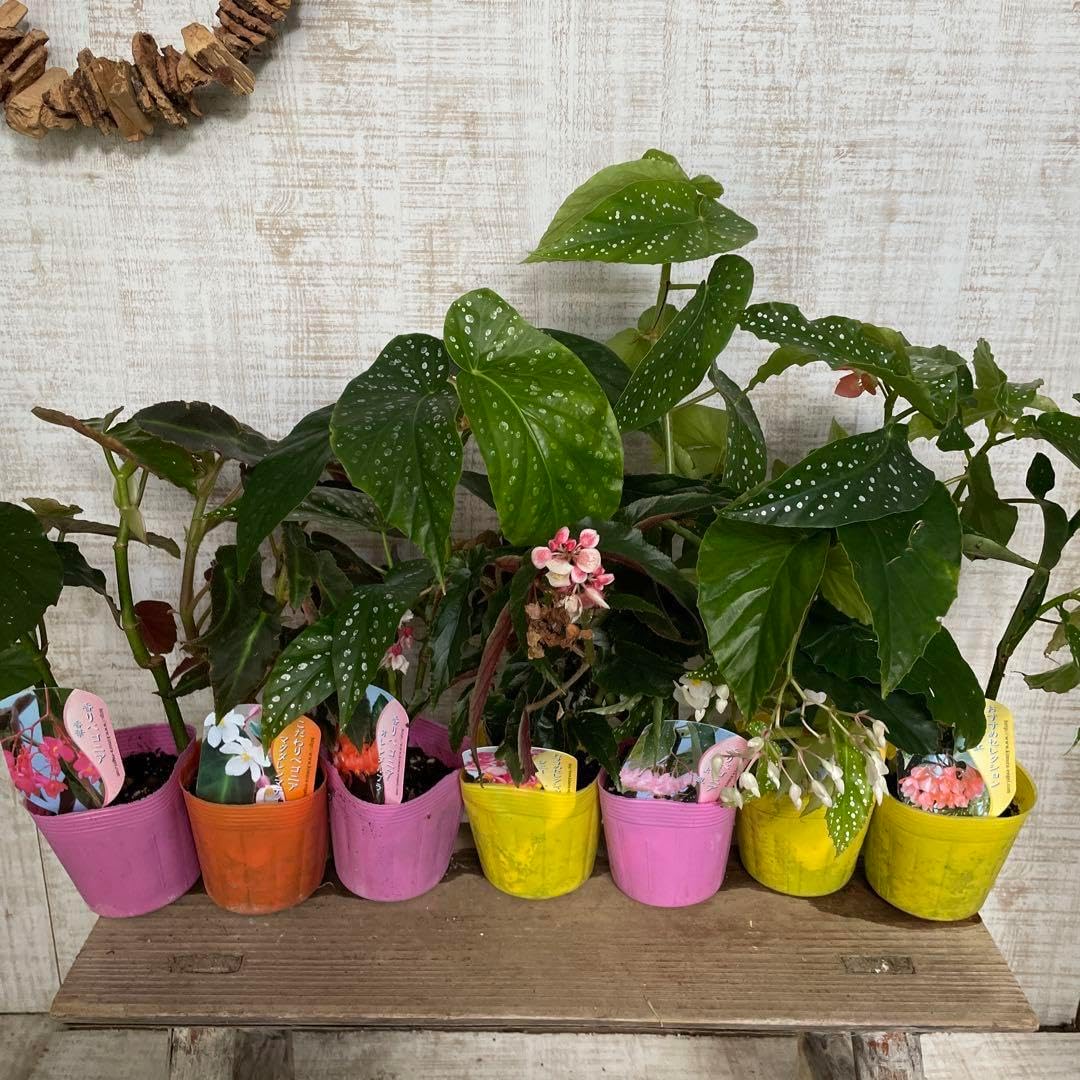 寄せ植え鉢 白雪 青窯変長方 【12号】 節約 盆栽鉢 植木鉢の販売｜盆栽